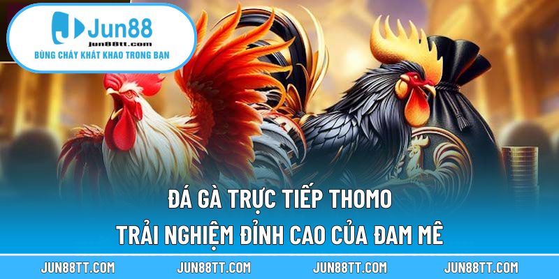 Đá Gà Trực Tiếp Thomo – Trải Nghiệm Đỉnh Cao Của Đam Mê 10 Đá gà trực tiếp Thomo