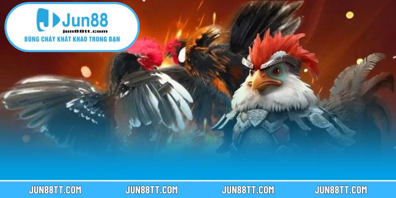 Giới thiệu về đá gà trực tiếp Thomo