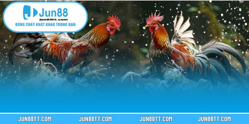 Đá gà 2 Khám phá những hình thức đá gà thịnh hành và độc đáo