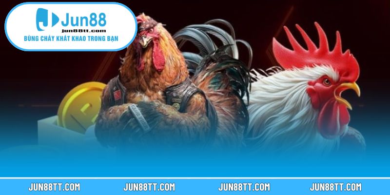 Kinh nghiệm chơi trong đá gà Thomo