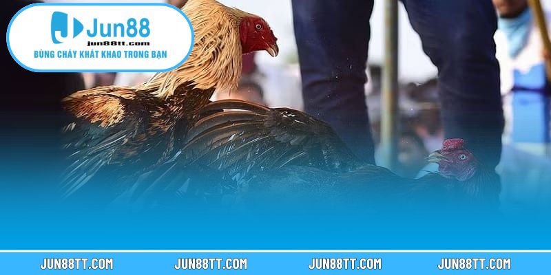 Đá gà 3 Mẹo chọn chiến kê chuẩn xác và đặt cược hiệu quả