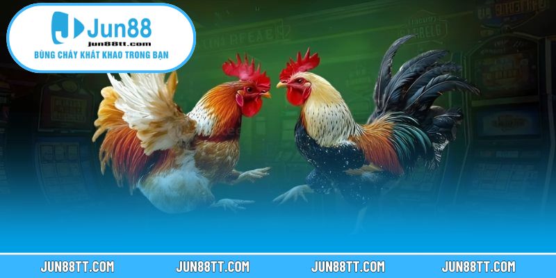 Những Trận Đá Gà Cựa Sắt Kinh Điển Khiến Giới Mê Gà Chấn Động 3 Những trận đá gà cựa sắt kinh điển tại Việt Nam