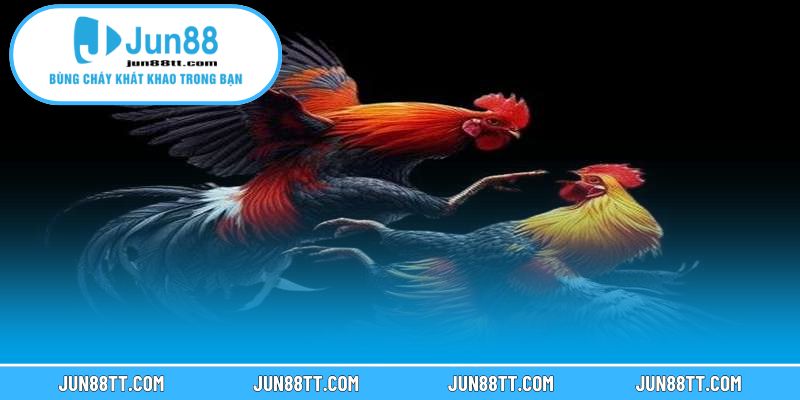 Những Trận Đá Gà Cựa Sắt Kinh Điển Khiến Giới Mê Gà Chấn Động 2 Yếu tố tạo nên những trận đá gà kinh điển