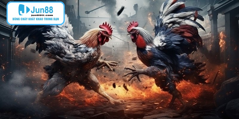 Gà Chọi Thomo - Những Cuộc Chạm Trán Nảy Lửa Tại Đấu Trường Quốc Tế 1 Gà chọi thomo