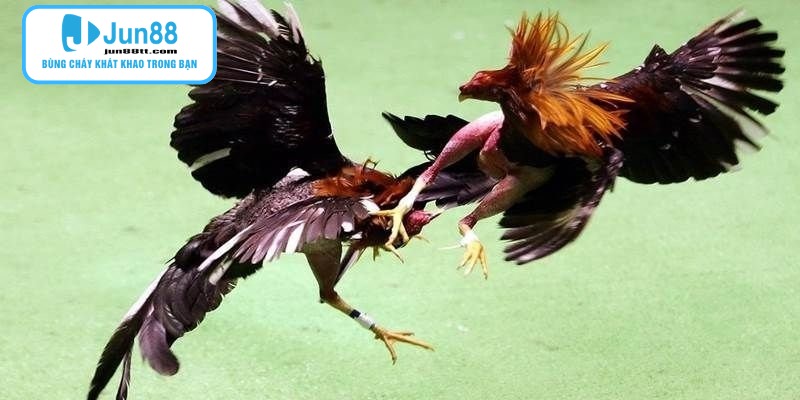 Gà Chọi Thomo - Những Cuộc Chạm Trán Nảy Lửa Tại Đấu Trường Quốc Tế 4 Nghiên cứu kỹ các thông số trước khi đưa ra quyết định