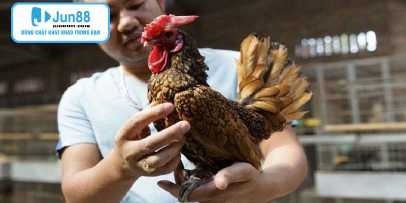 Gà Chọi Thomo - Những Cuộc Chạm Trán Nảy Lửa Tại Đấu Trường Quốc Tế 2 Những đấu trường tổ chức gà chọi thomo luôn tấp nập khách