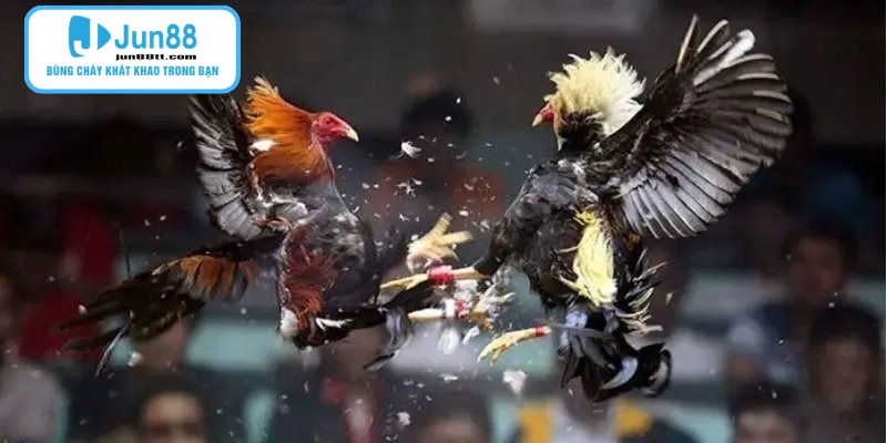 Gà Chọi Thomo - Những Cuộc Chạm Trán Nảy Lửa Tại Đấu Trường Quốc Tế 3 Tuyển chọn kỹ lưỡng những chiến kê có thể chất vượt trội